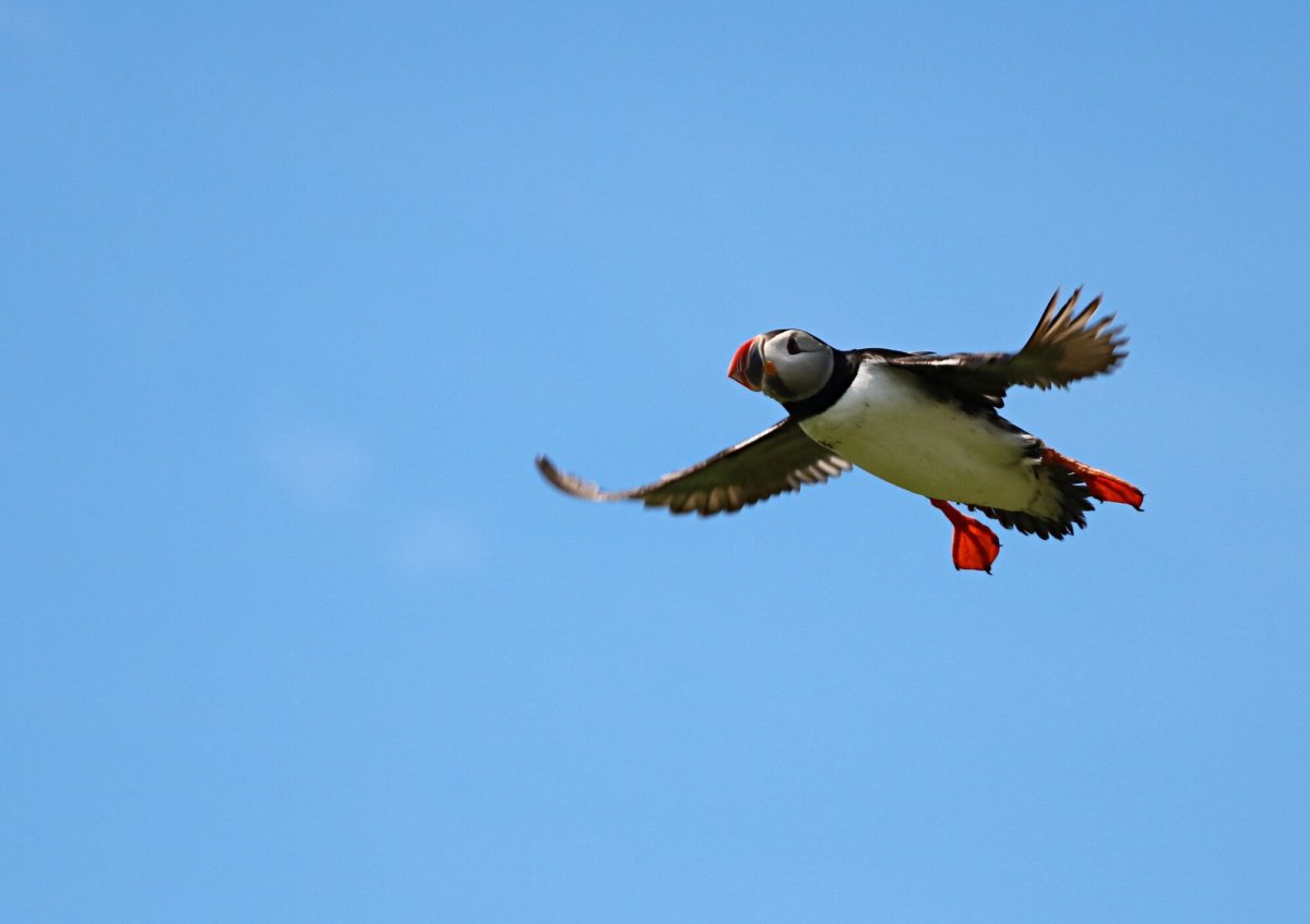 Sorphirða & flokkun 